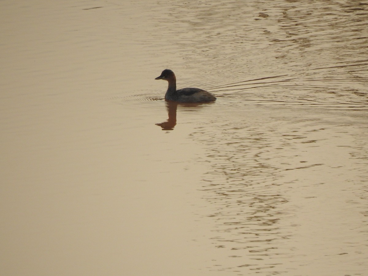 Little Grebe - Angeline Mano M