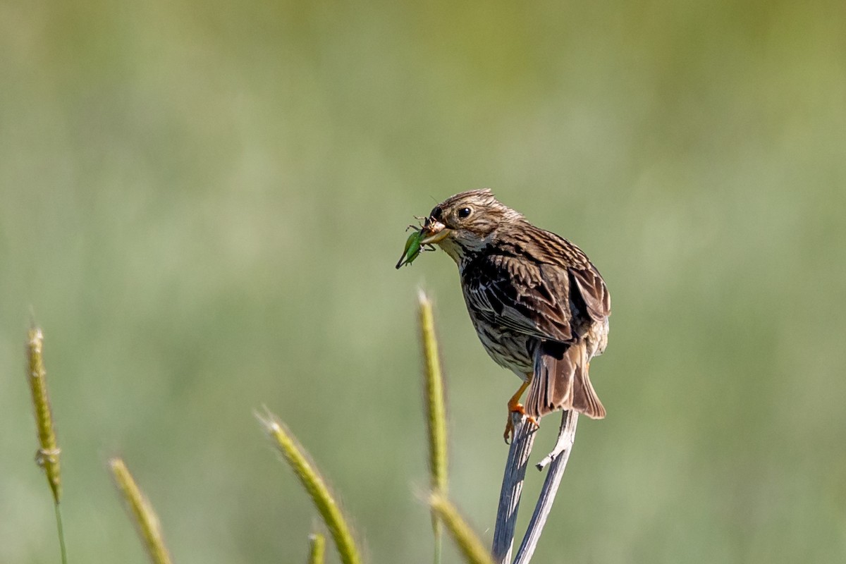 Corn Bunting - Nikos Mavris