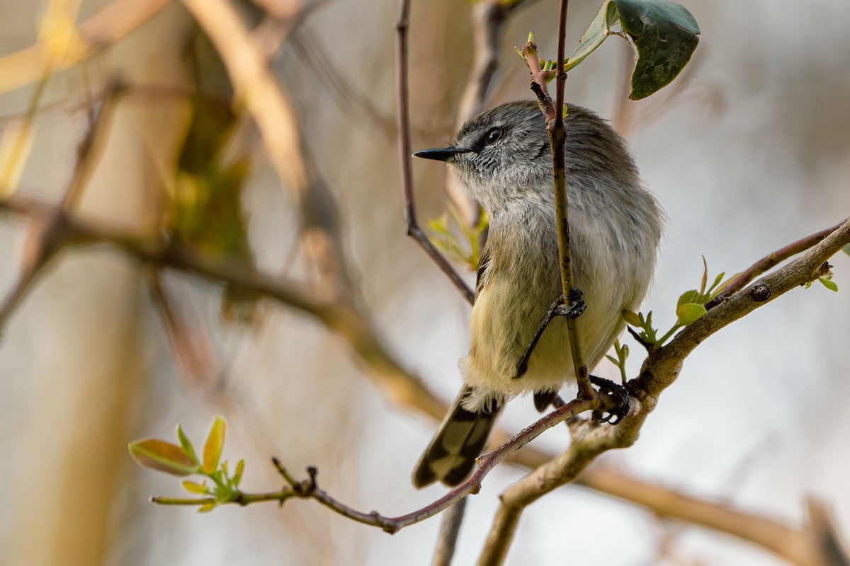 Brown Gerygone - Gary Dickson