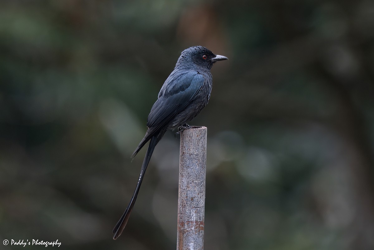 Ashy Drongo - Padmanav Kundu