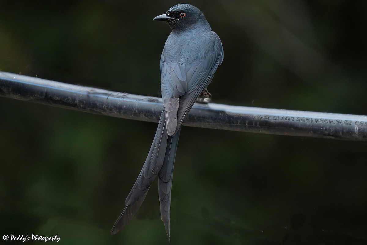 Ashy Drongo - Padmanav Kundu