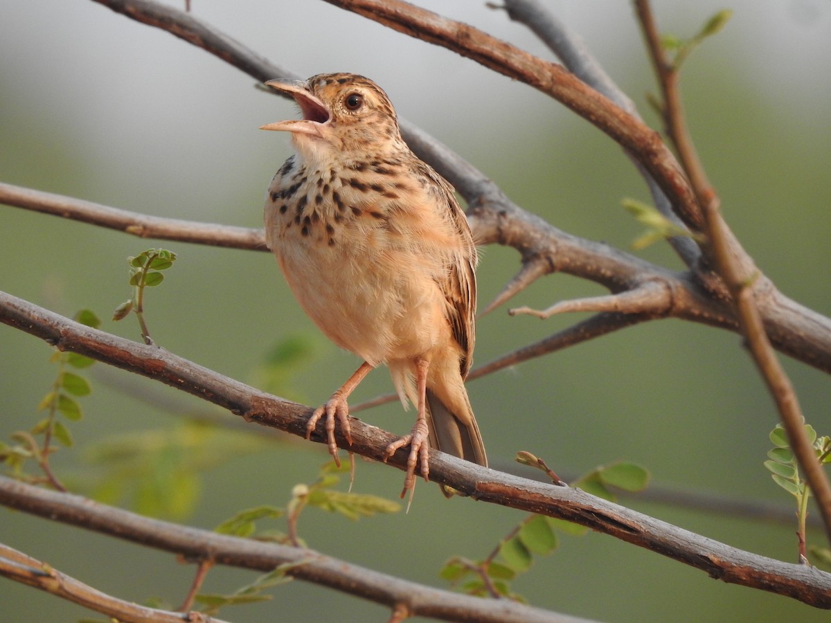 Jerdon's Bushlark - Angeline Mano M