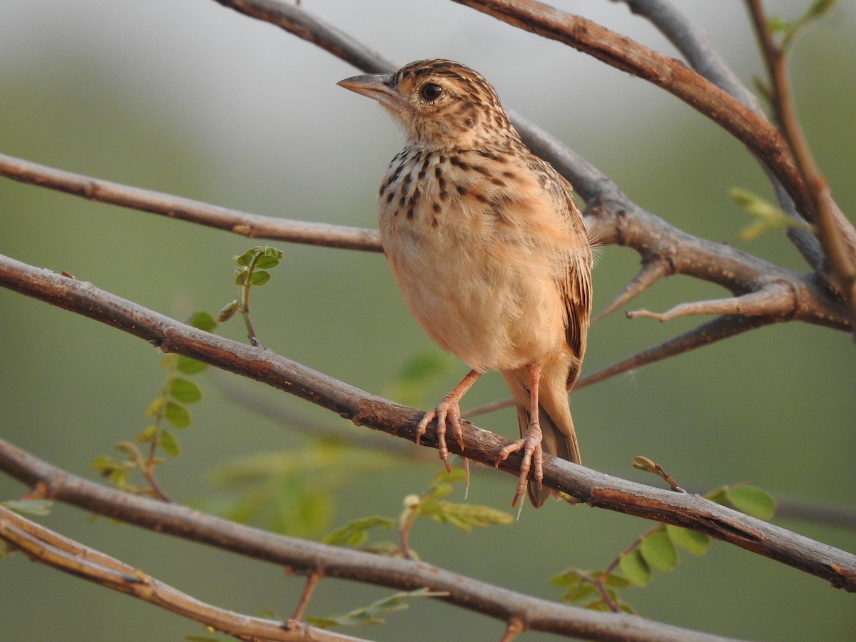 Jerdon's Bushlark - ML619557883