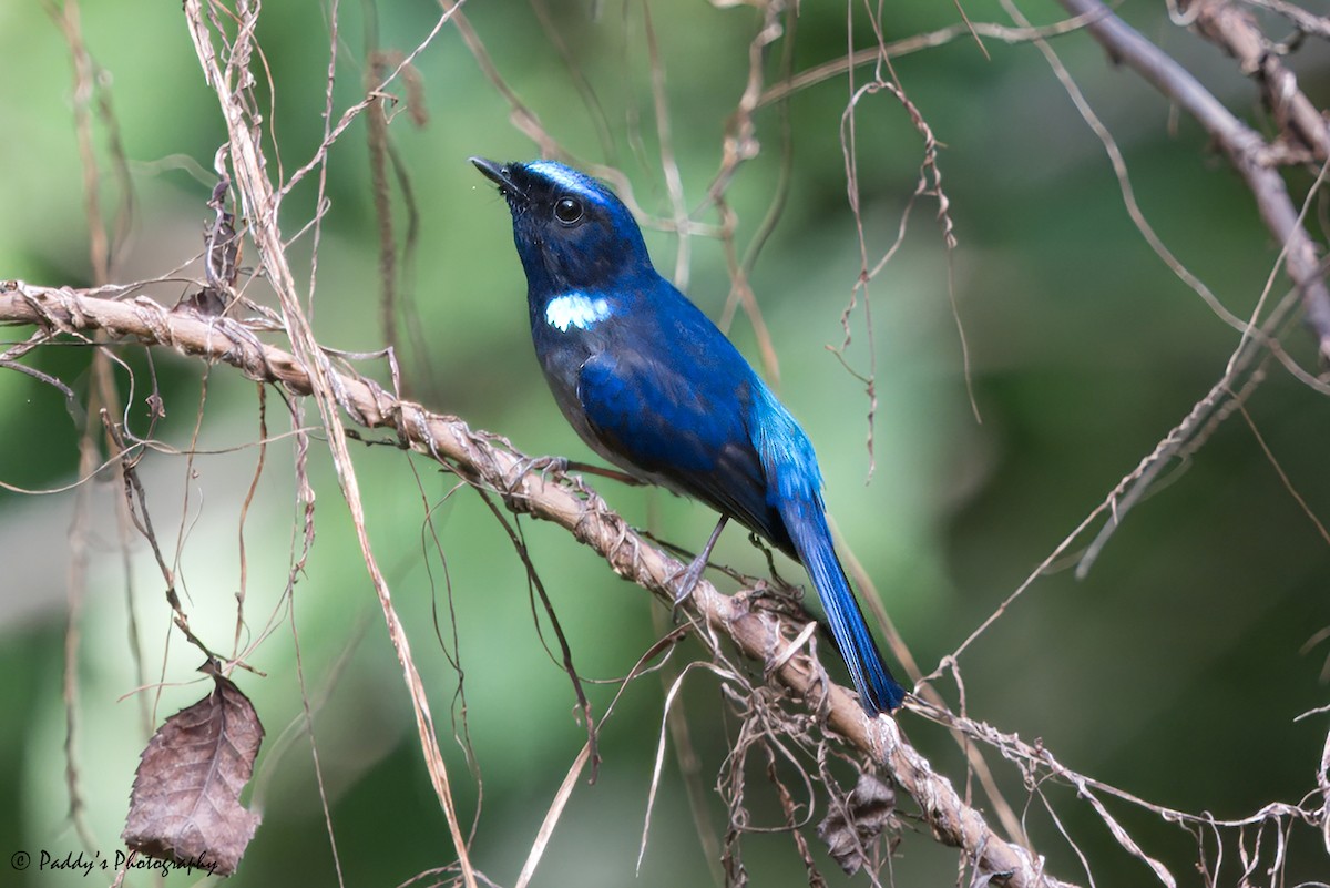 Feenblauschnäpper - ML619557886