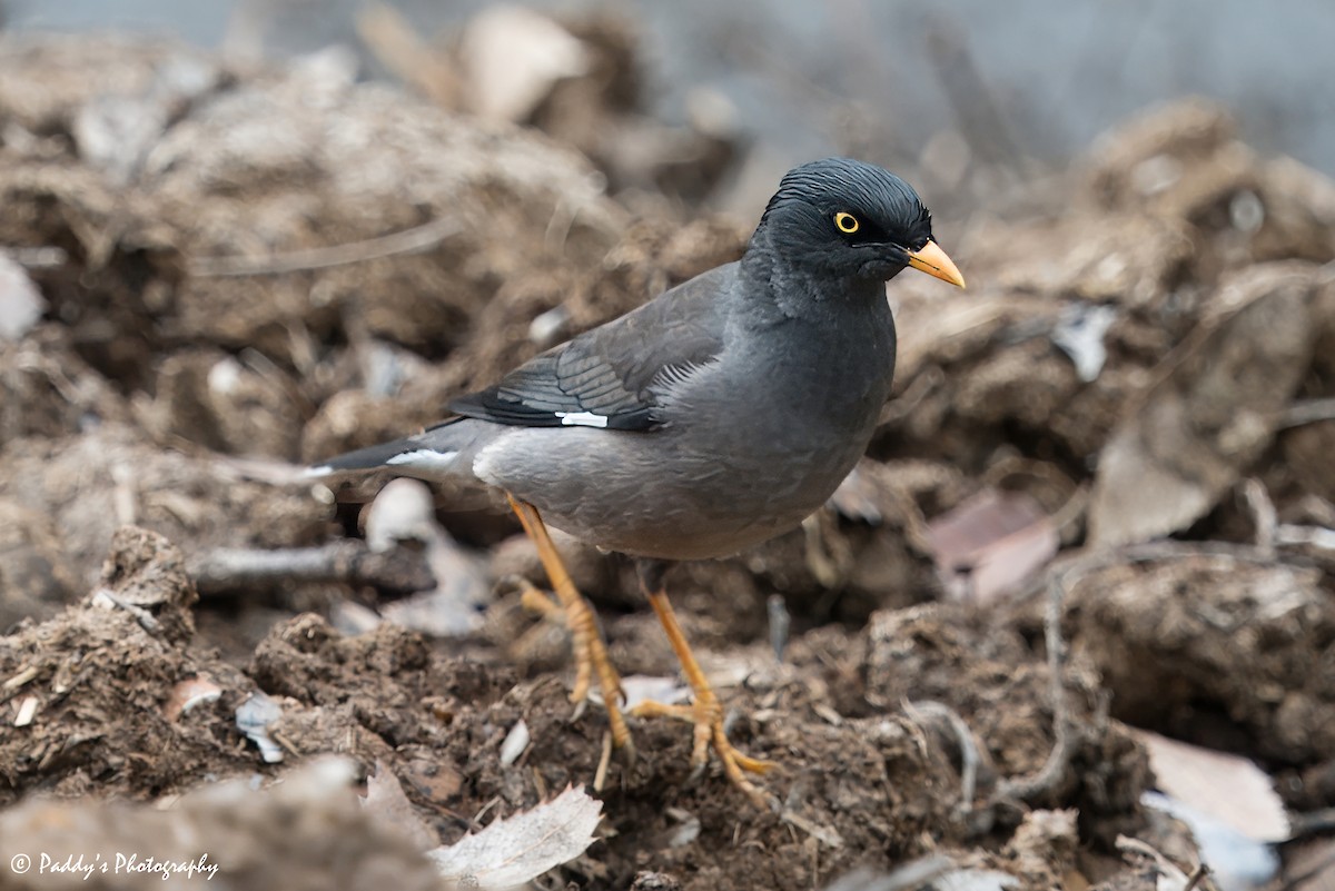 Jungle Myna - Padmanav Kundu