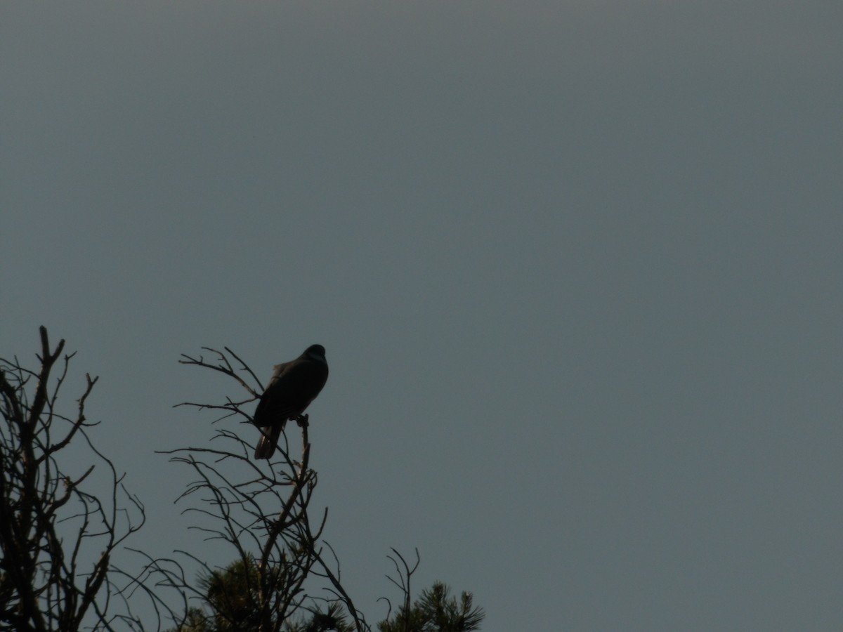 Common Wood-Pigeon - ML619557893