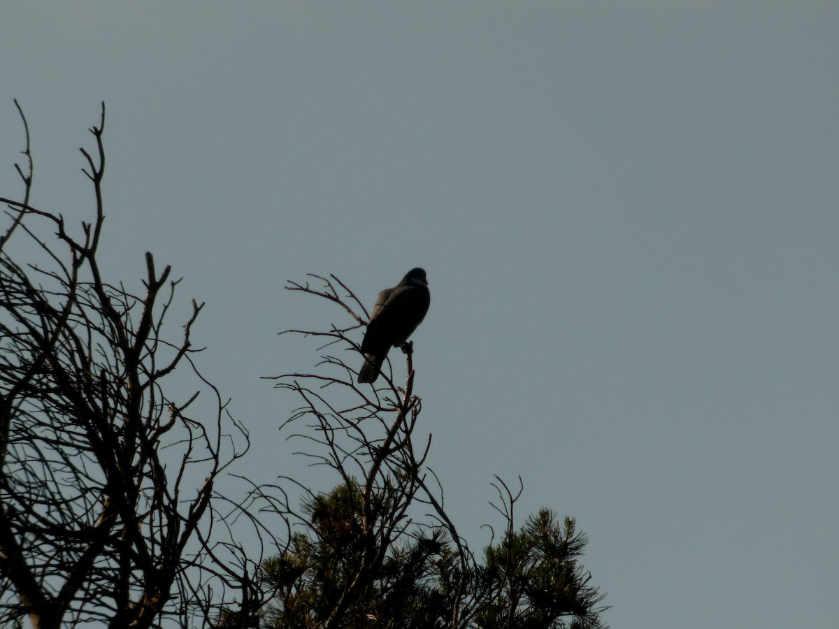 Common Wood-Pigeon - bielikowy M