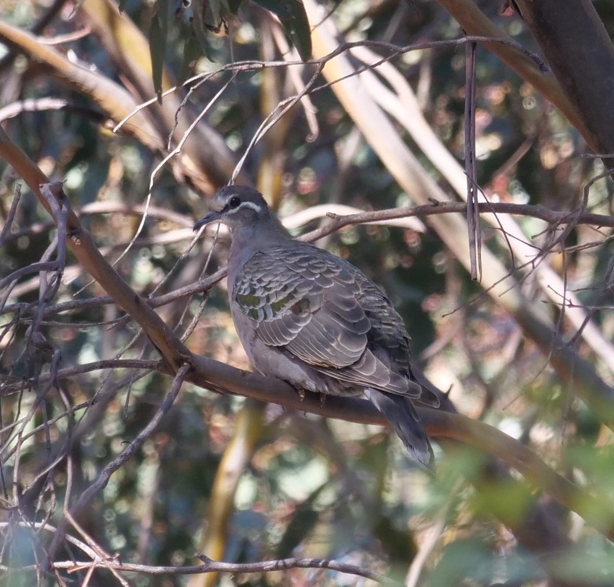 Common Bronzewing - Ian Gibson