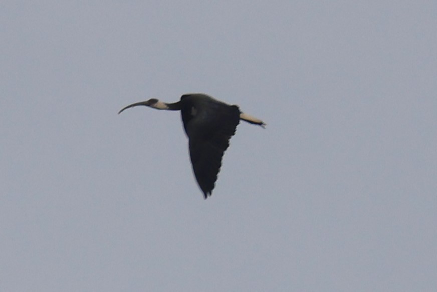 Straw-necked Ibis - Bay Amelia Reeson