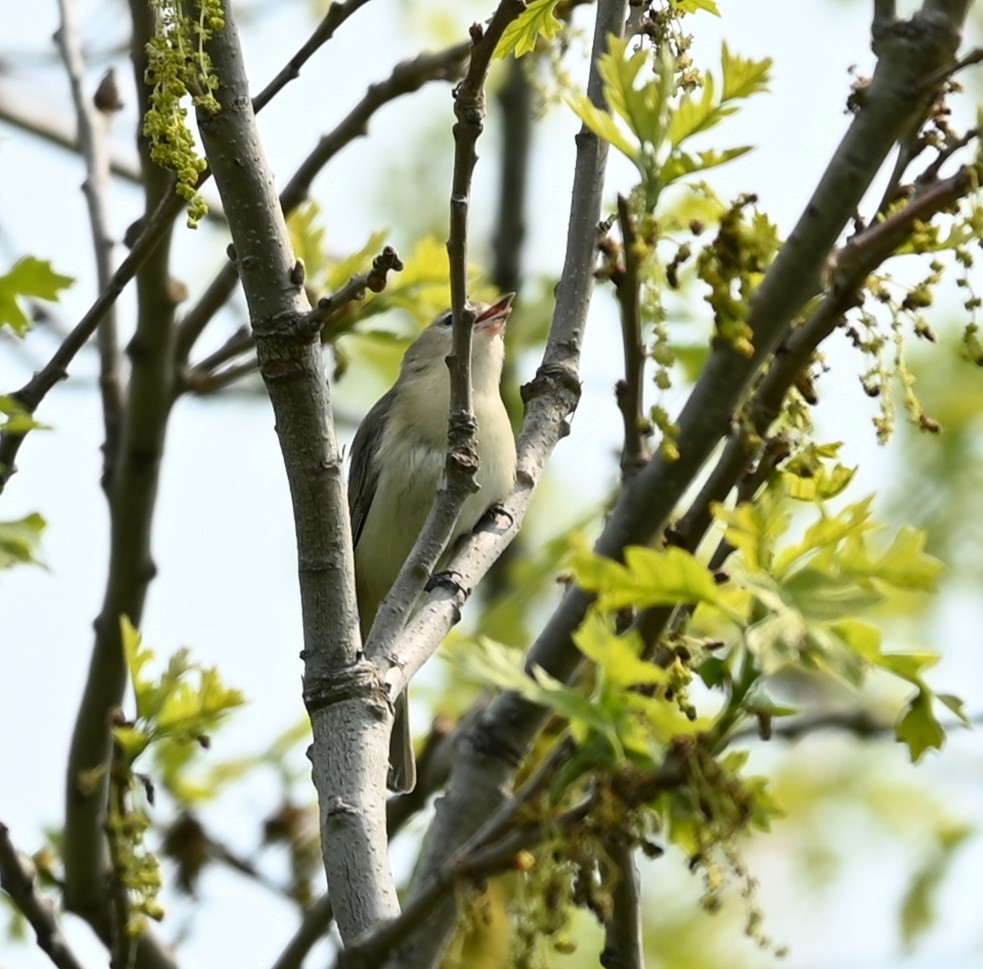 Philadelphia/Warbling Vireo - Nicolle and H-Boon Lee