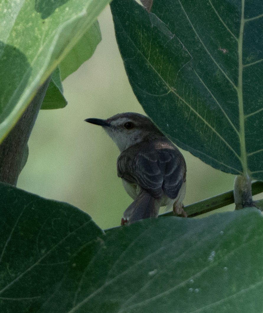 Plain Prinia - Anurag Mishra