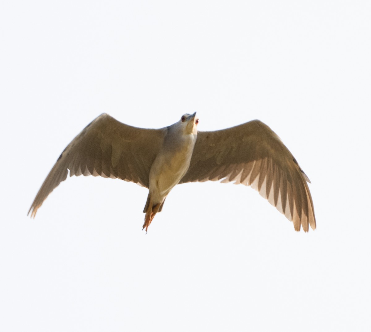 Black-crowned Night Heron - Anurag Mishra