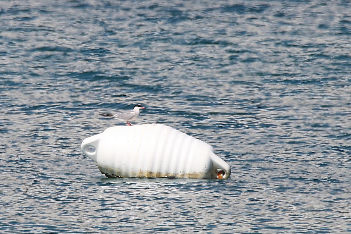 Common Tern - Christian H. Schulze