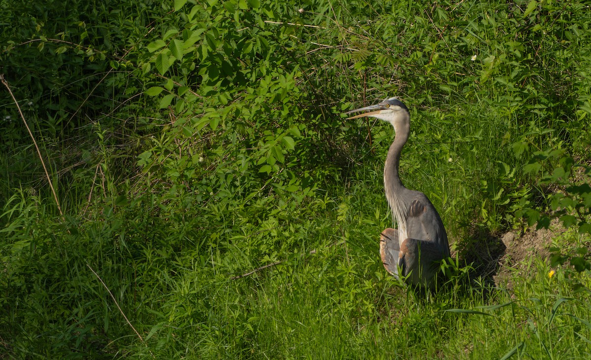 Great Blue Heron - Chad Berry