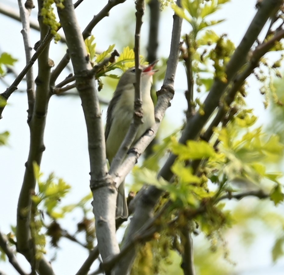 Philadelphia/Warbling Vireo - Nicolle and H-Boon Lee