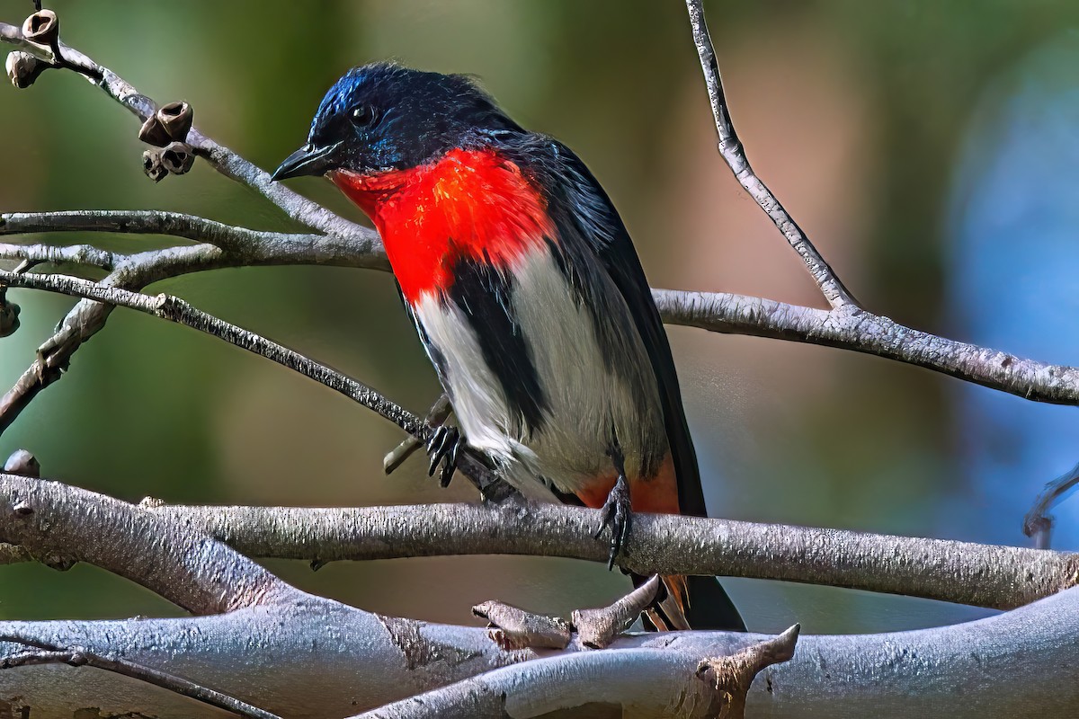 Mistletoebird - Alfons  Lawen