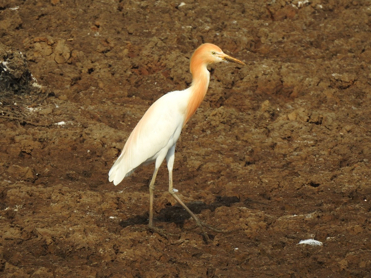 Eastern Cattle Egret - Angeline Mano M