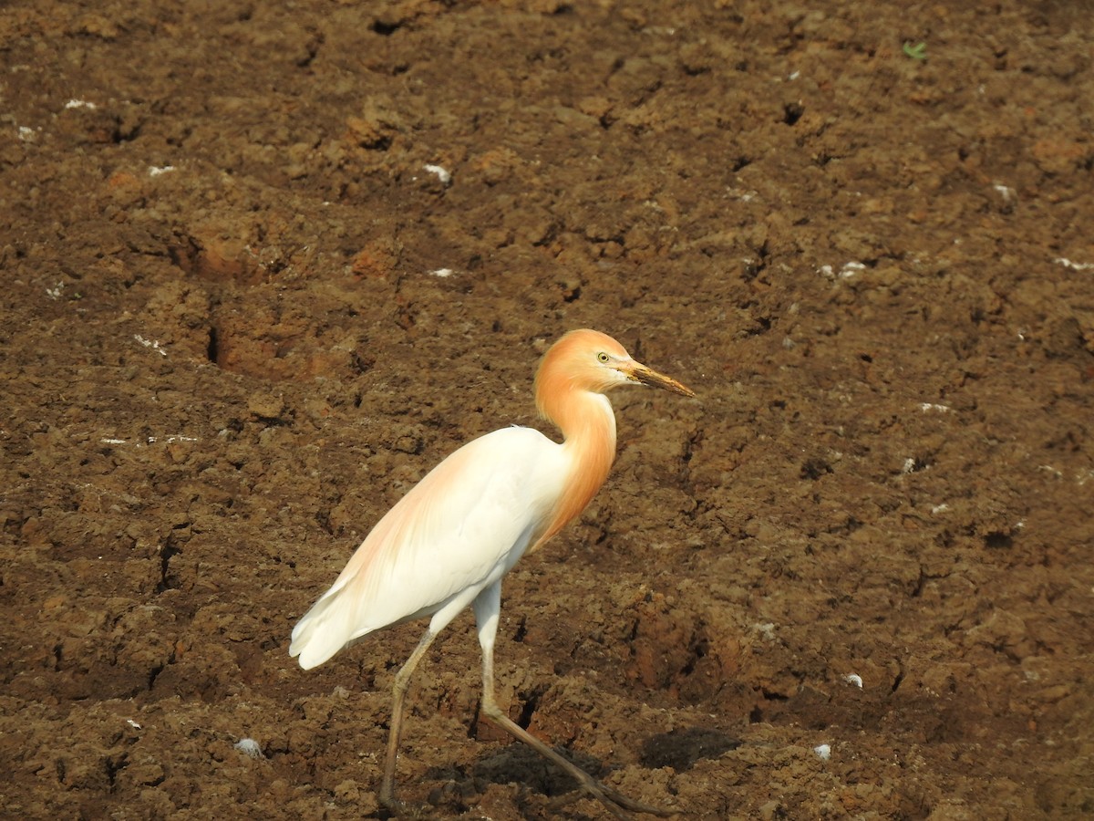 Eastern Cattle Egret - Angeline Mano M