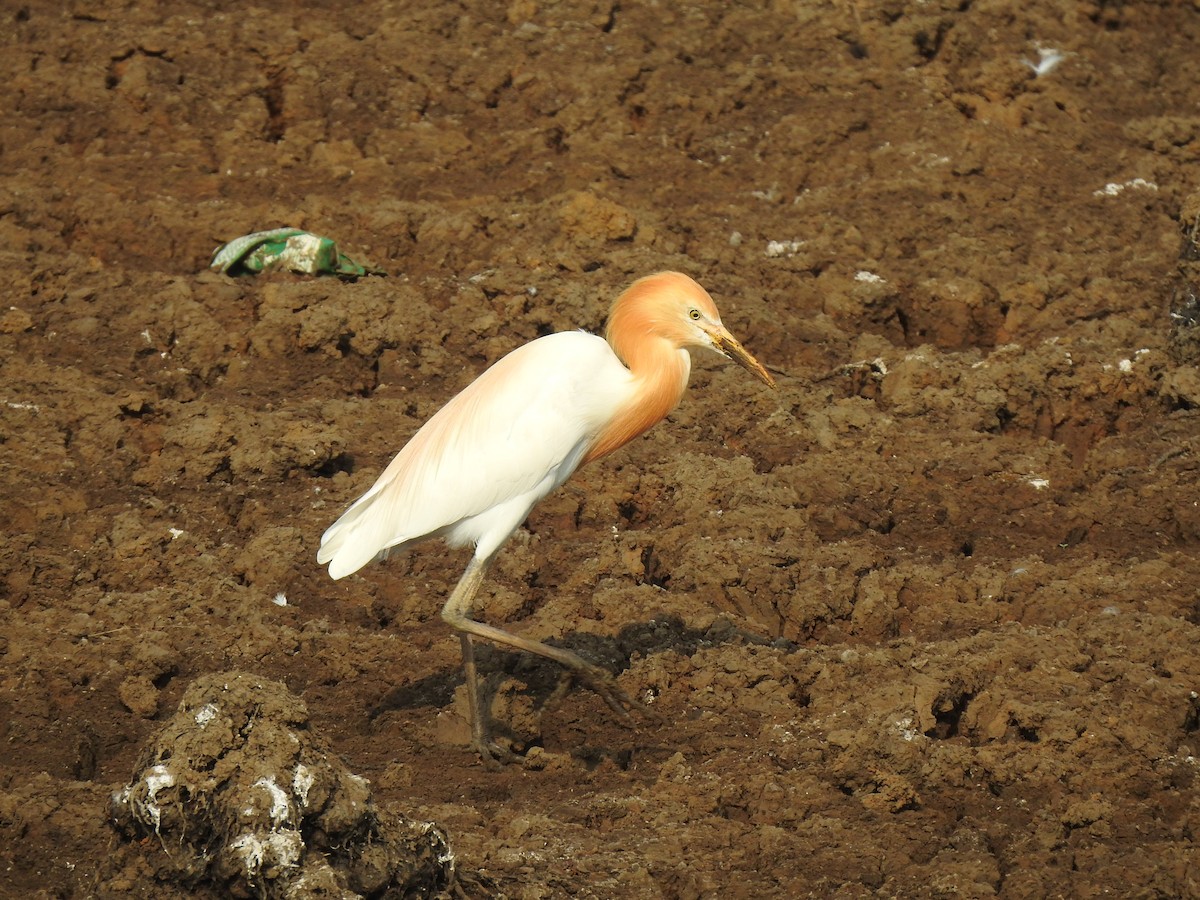 Eastern Cattle Egret - Angeline Mano M