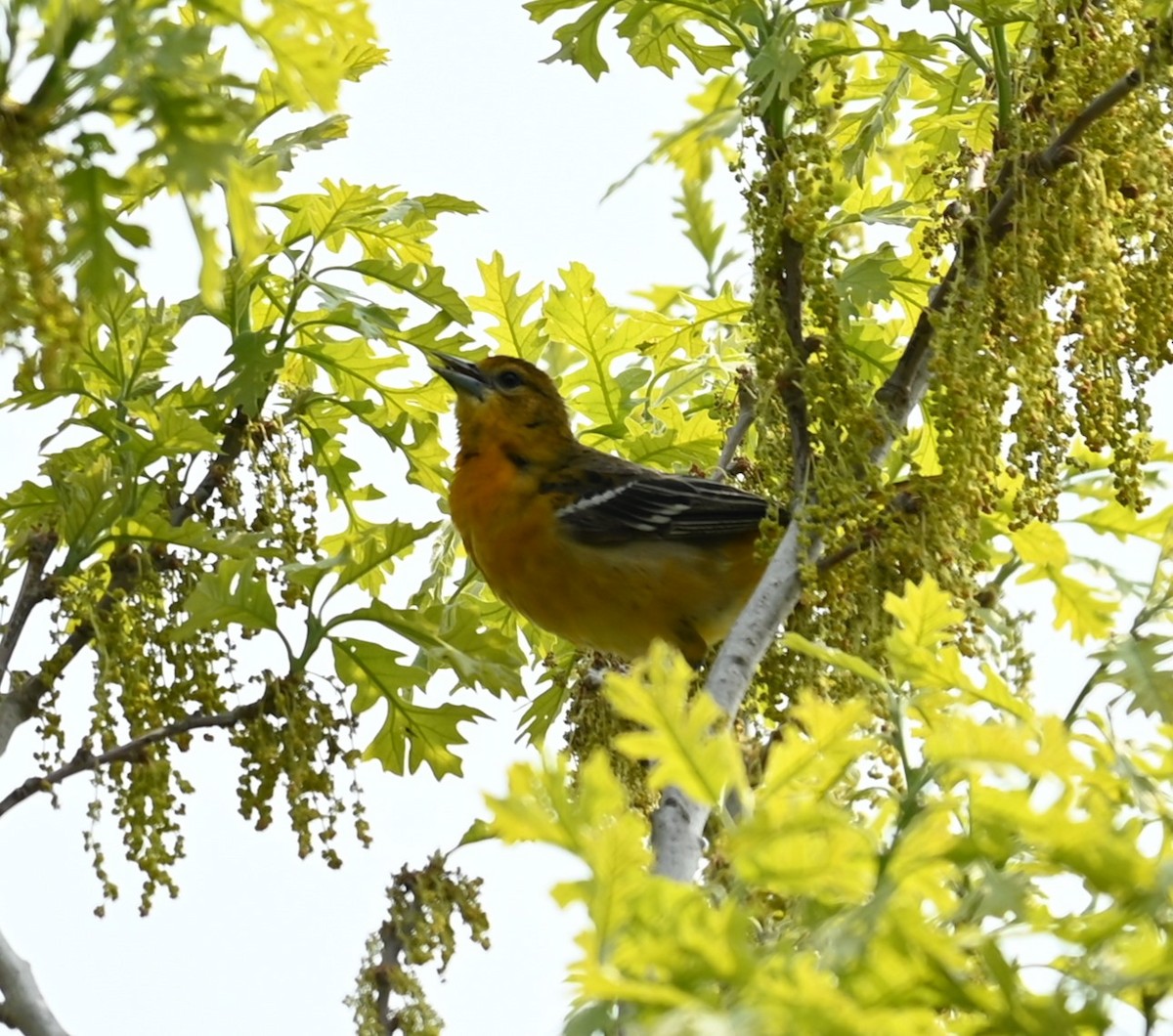 Baltimore Oriole - Nicolle and H-Boon Lee