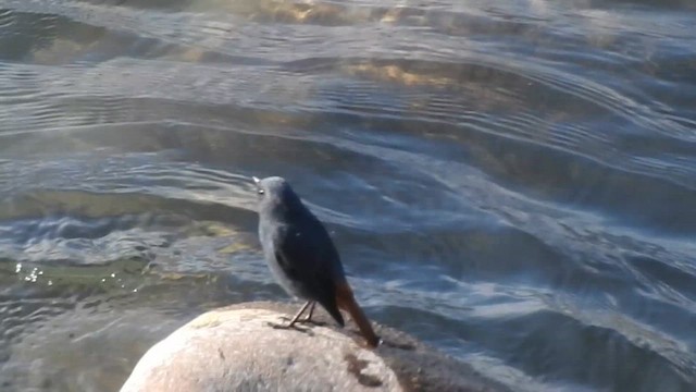 Plumbeous Redstart - ML619557937