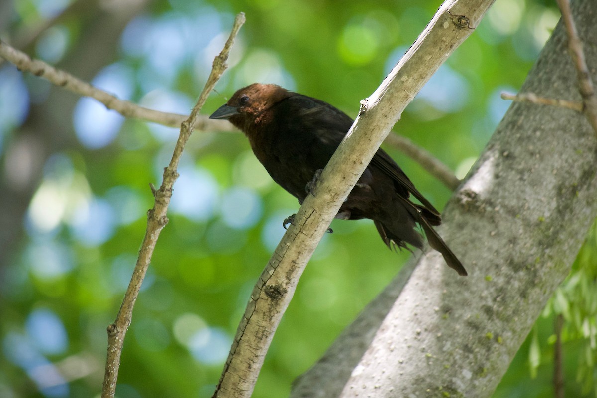 Brown-headed Cowbird - Richard Bradus