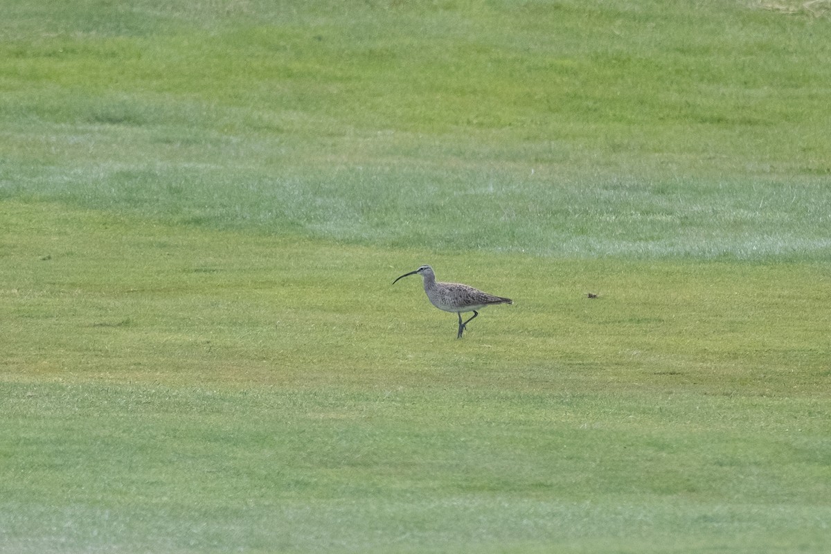 Whimbrel - Alex Leeder