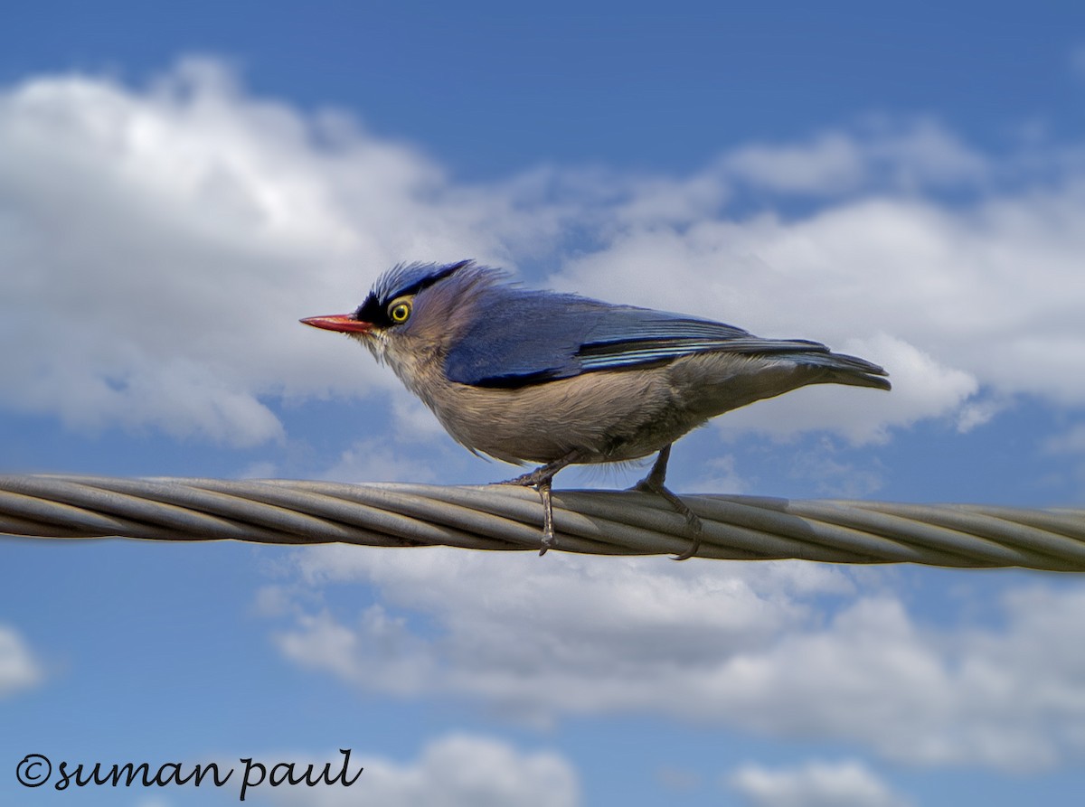 Velvet-fronted Nuthatch - ML619557943