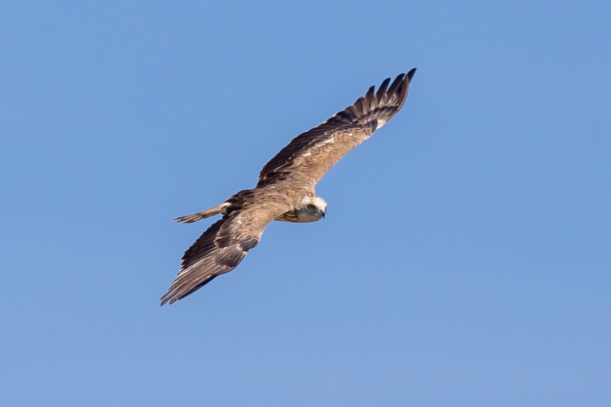 Short-toed Snake-Eagle - Nikos Mavris