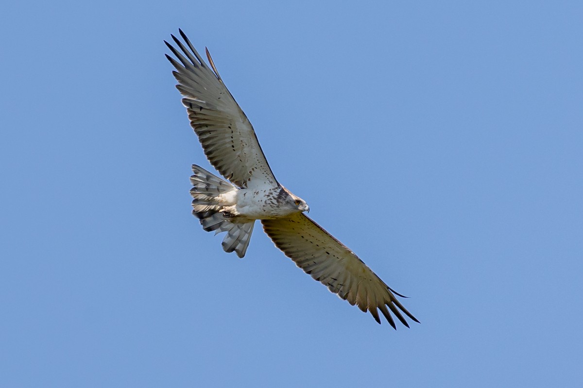 Short-toed Snake-Eagle - Nikos Mavris