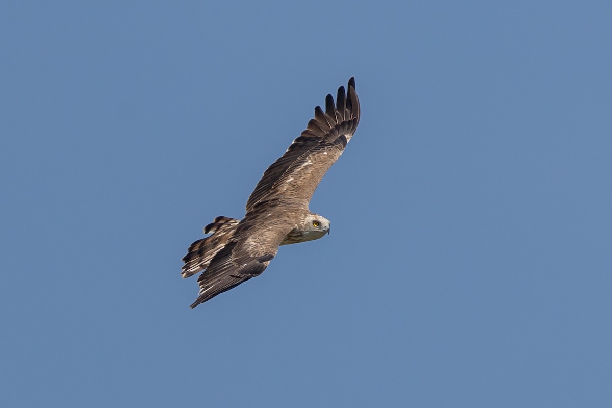 Short-toed Snake-Eagle - Nikos Mavris