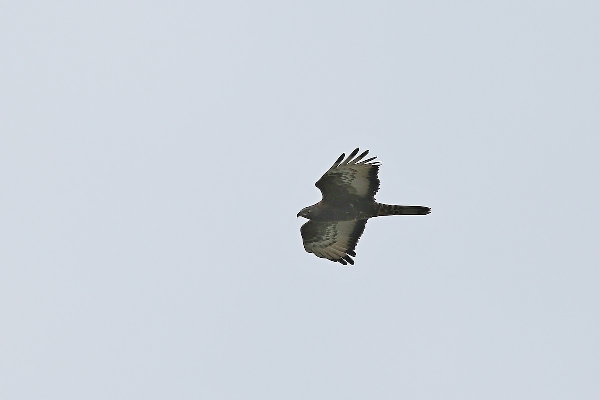 European Honey-buzzard - Christian H. Schulze