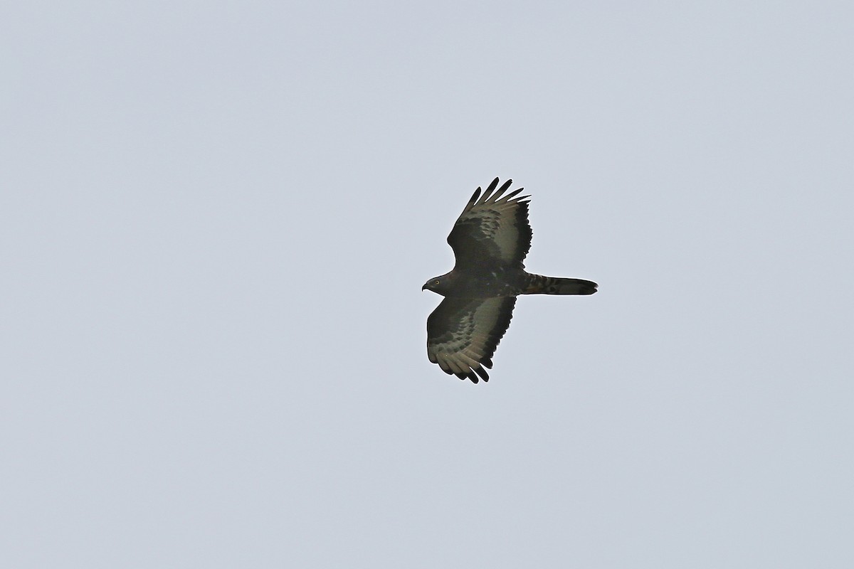 European Honey-buzzard - Christian H. Schulze