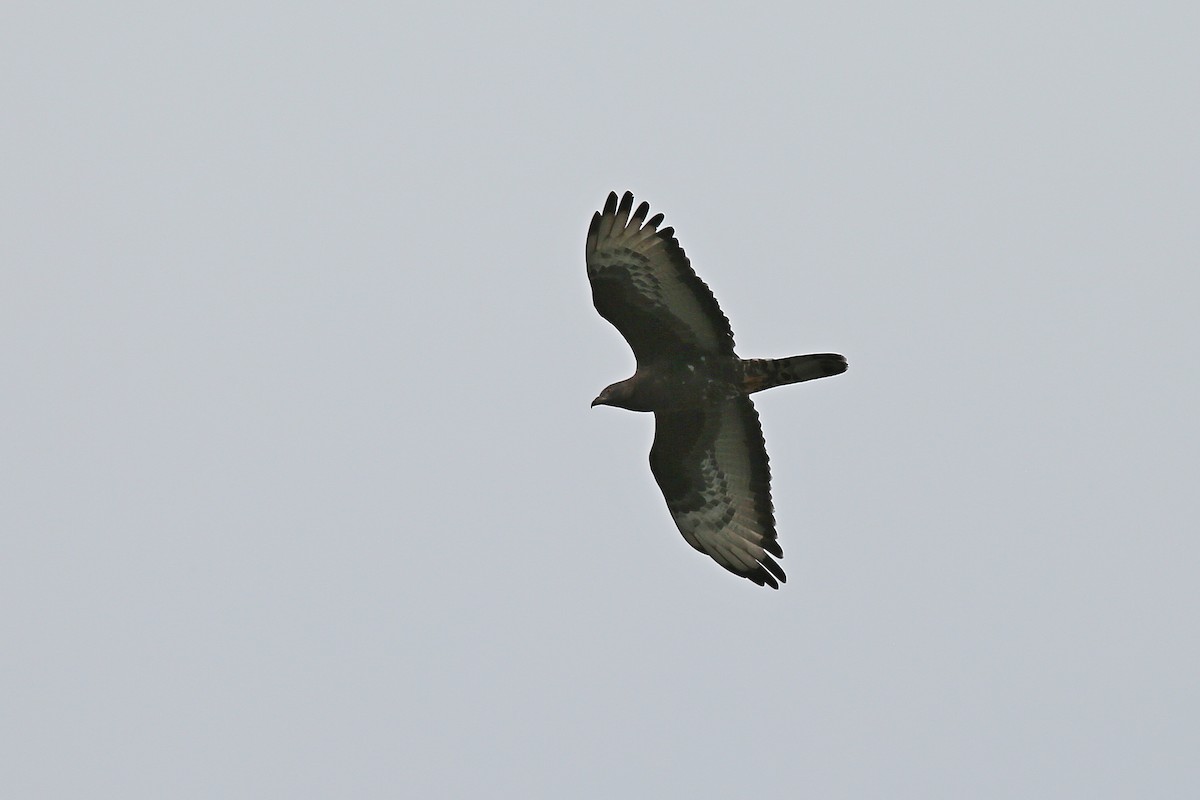 European Honey-buzzard - Christian H. Schulze