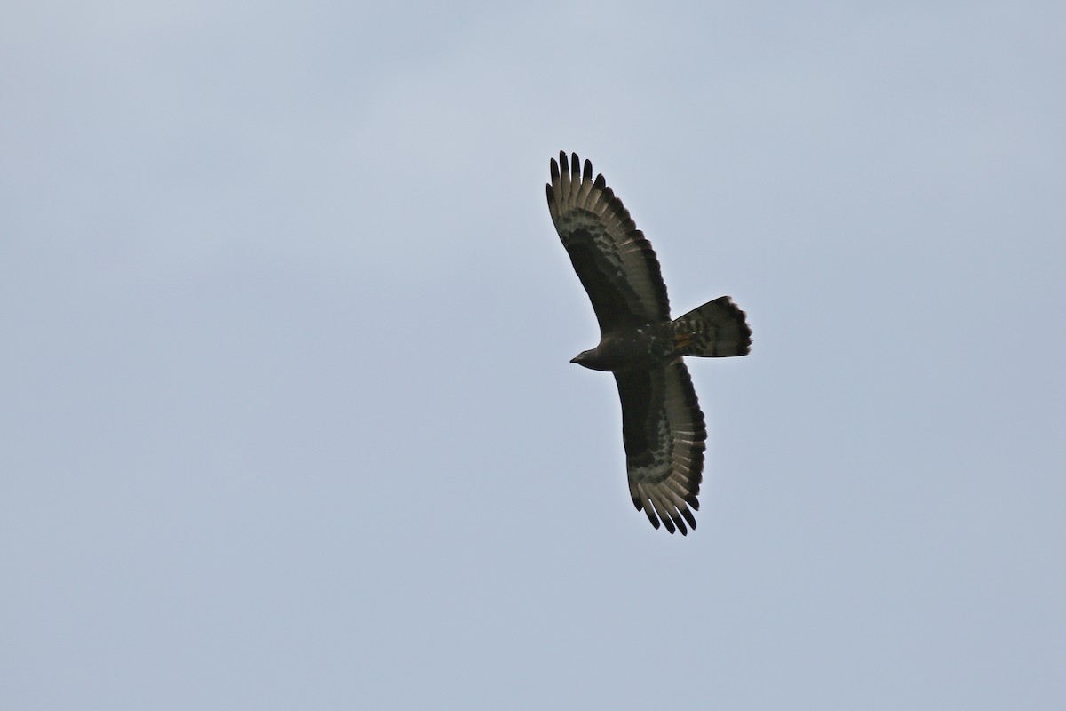 European Honey-buzzard - Christian H. Schulze