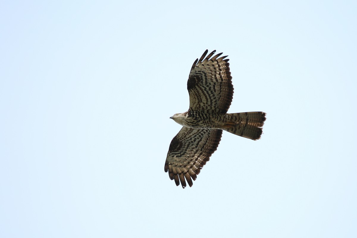 European Honey-buzzard - Christian H. Schulze