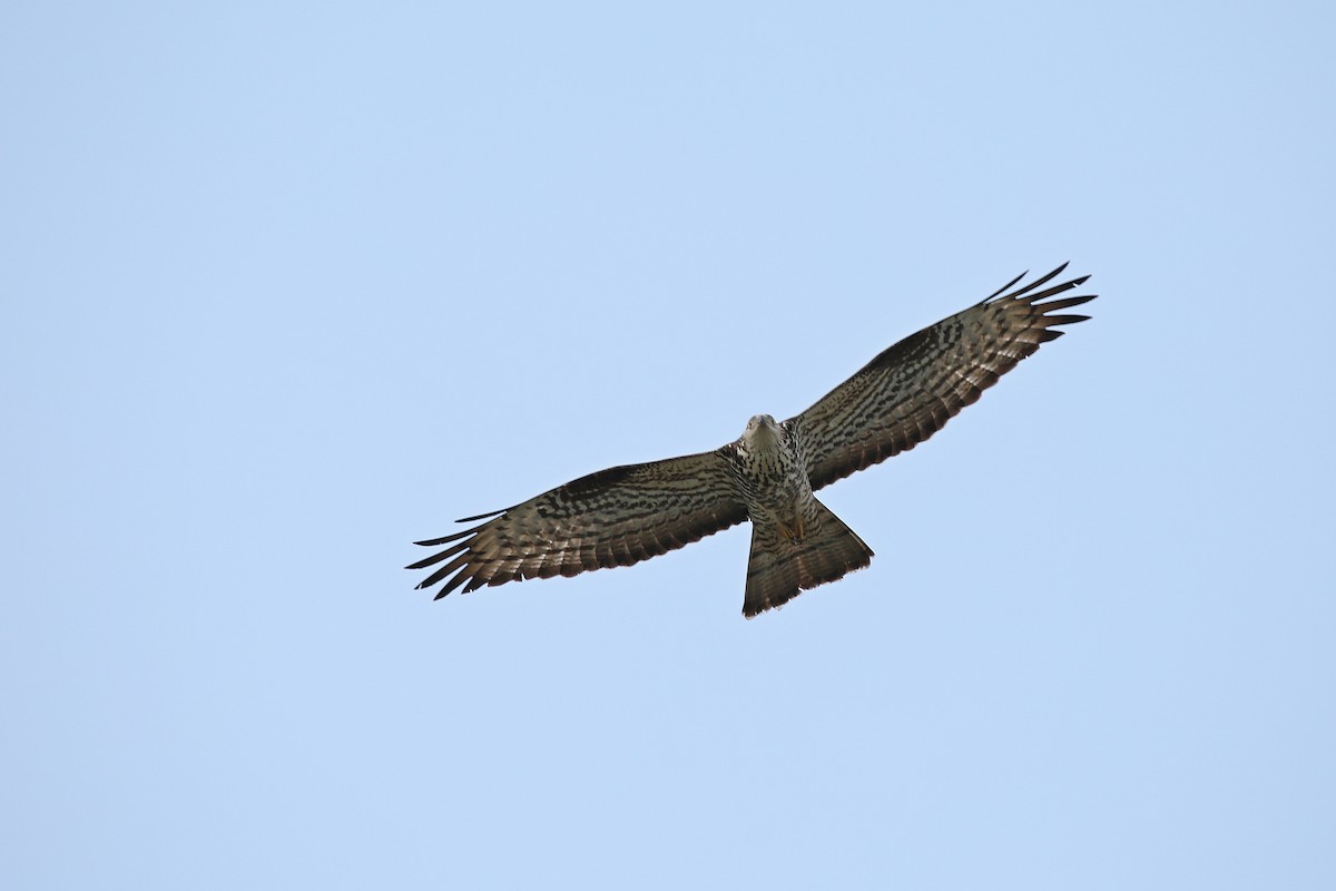 European Honey-buzzard - Christian H. Schulze