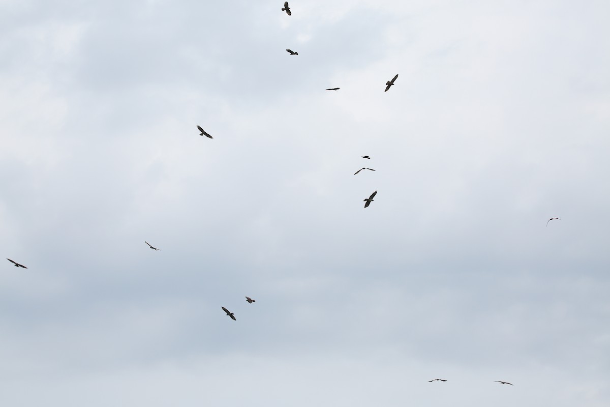 European Honey-buzzard - Christian H. Schulze