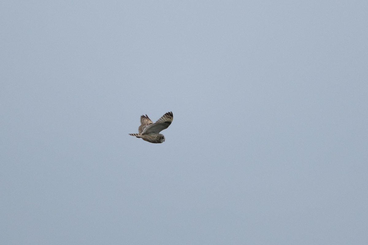 Short-eared Owl - Alex Leeder