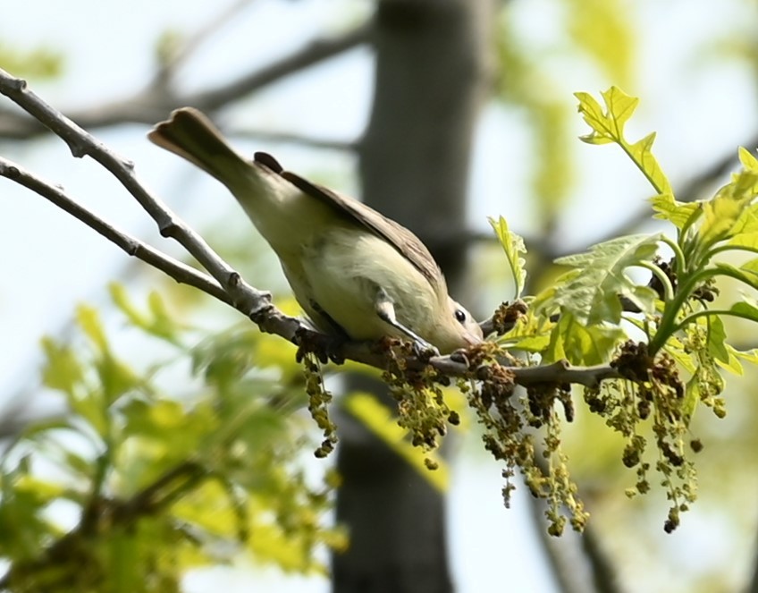 Philadelphia/Warbling Vireo - Nicolle and H-Boon Lee