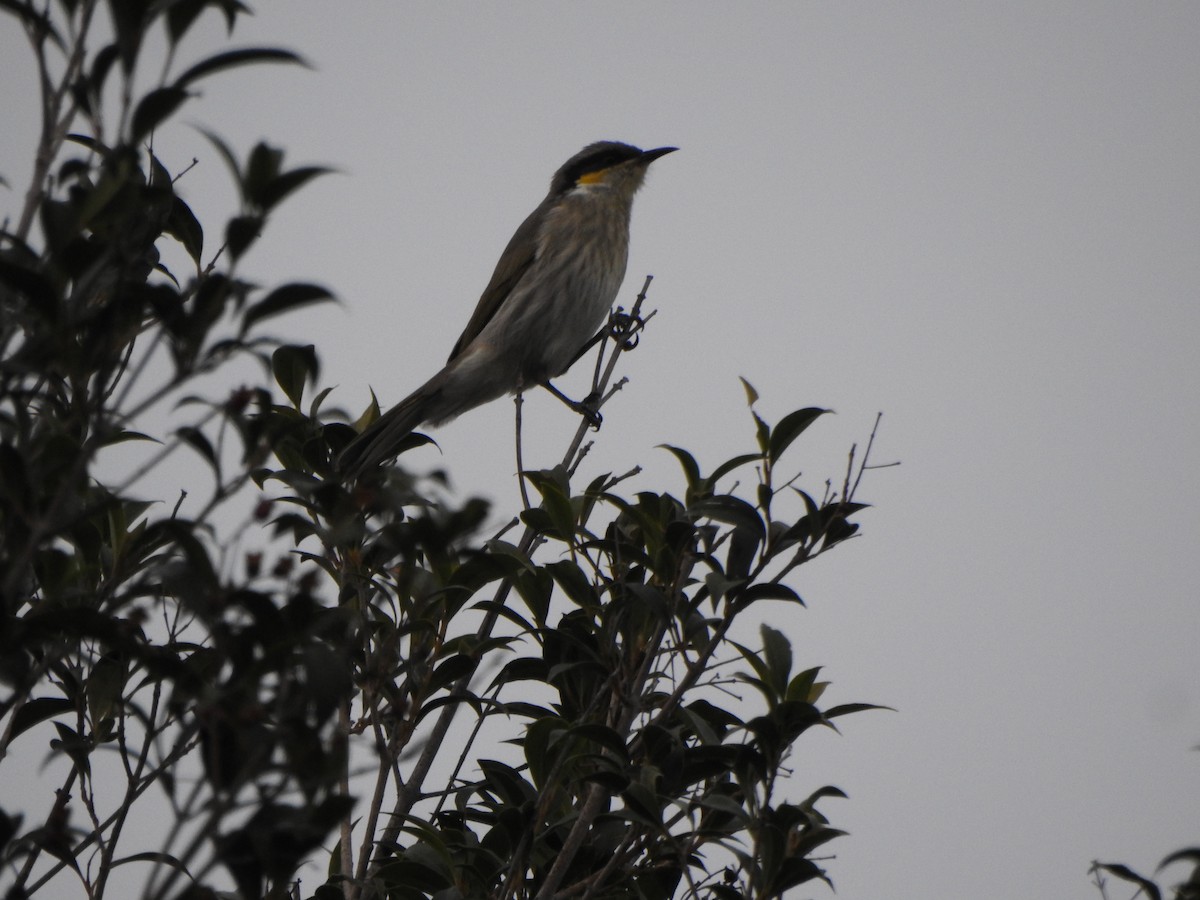 Singing Honeyeater - DS Ridley