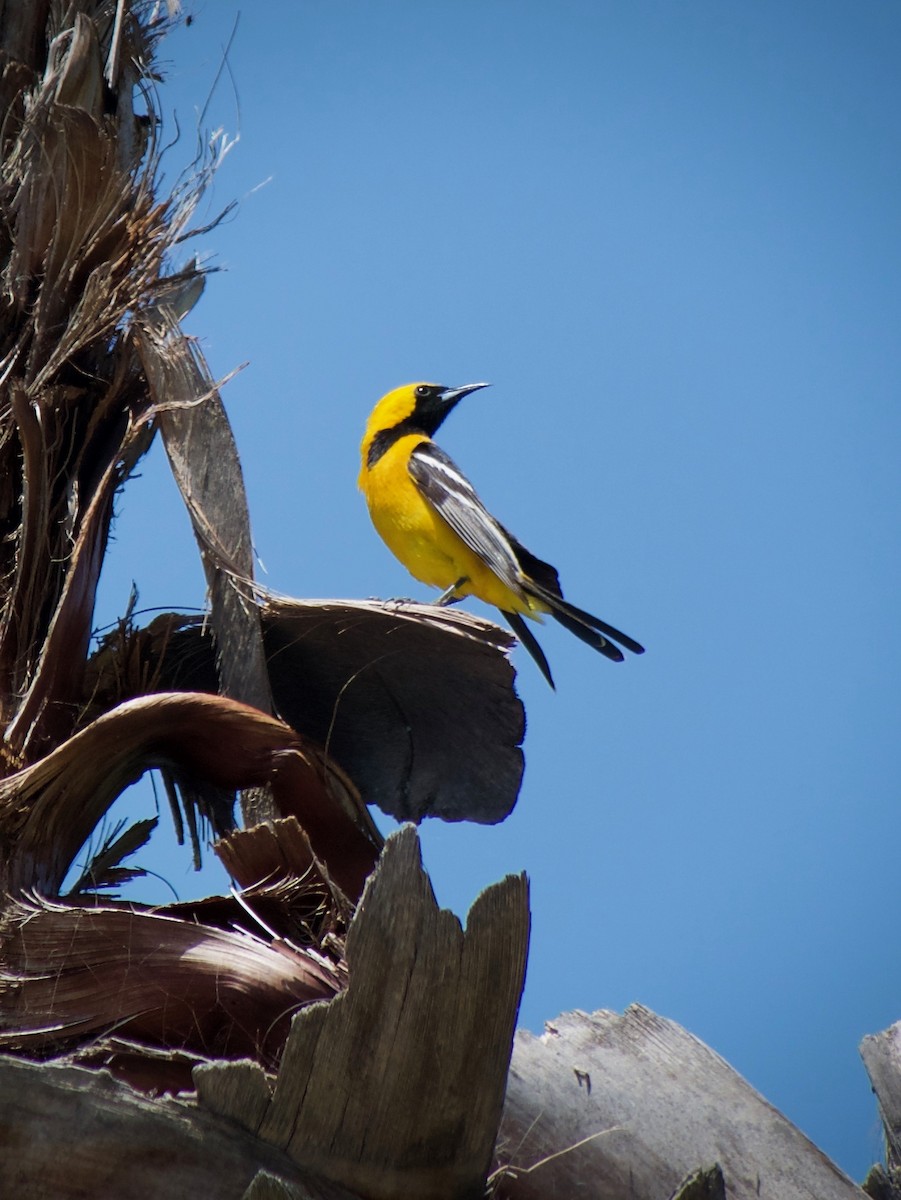 Hooded Oriole - Richard Bradus