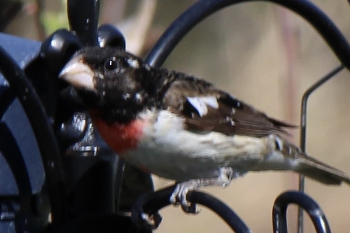 Rose-breasted Grosbeak - Amy Ressler-Williams