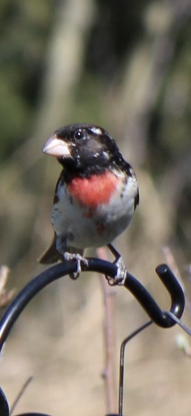 Rose-breasted Grosbeak - Amy Ressler-Williams