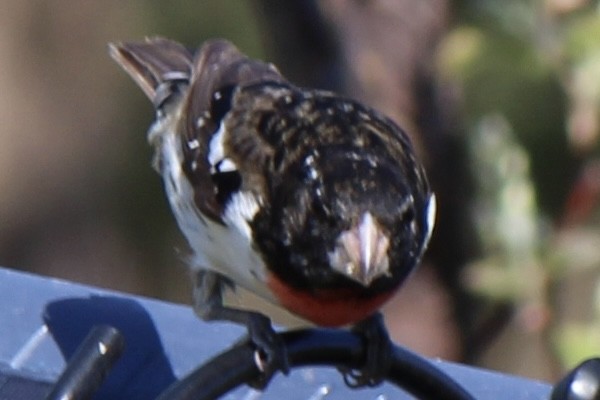 Rose-breasted Grosbeak - Amy Ressler-Williams