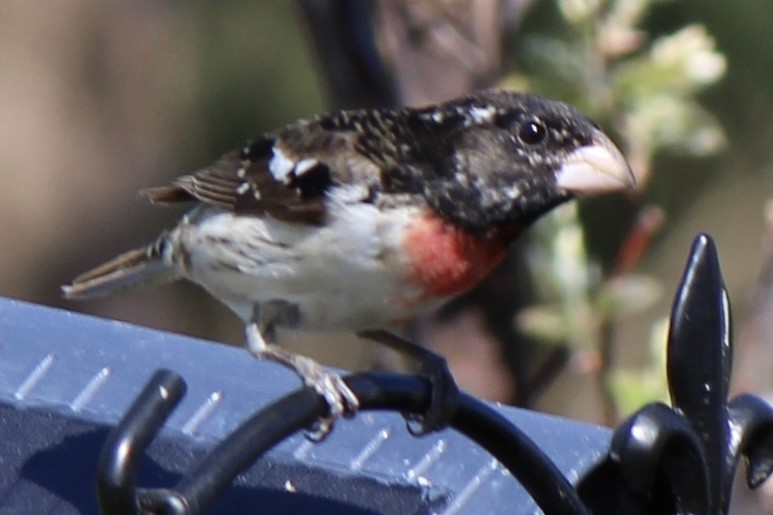 Rose-breasted Grosbeak - Amy Ressler-Williams