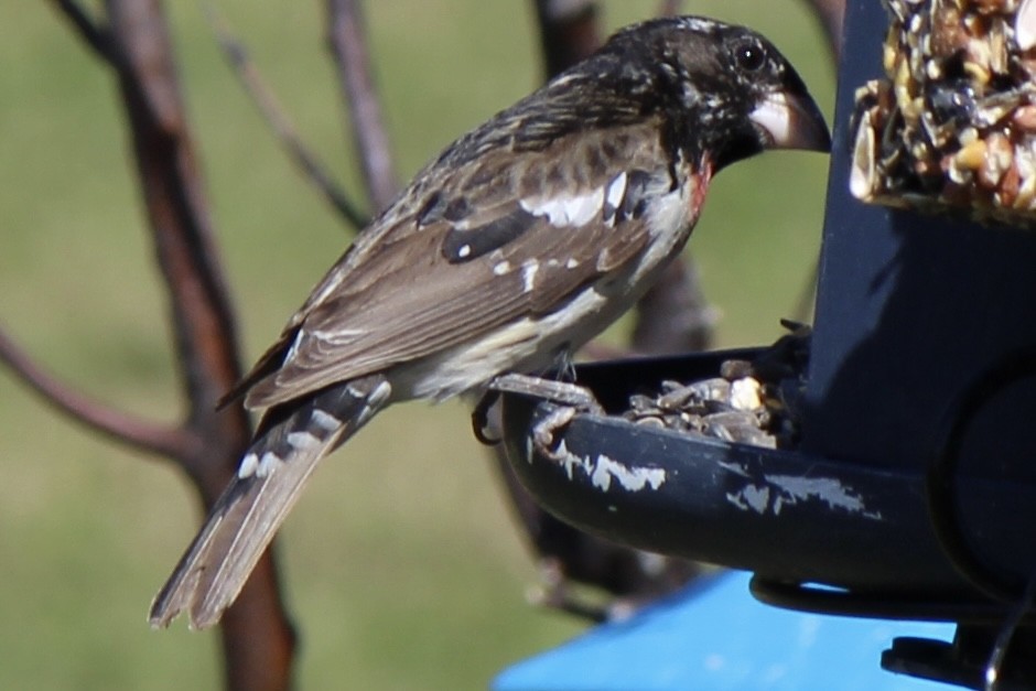 Rose-breasted Grosbeak - Amy Ressler-Williams