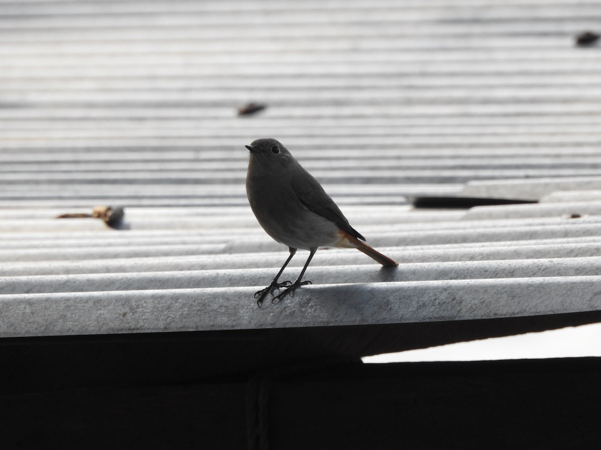 redstart sp. - Selvaganesh K