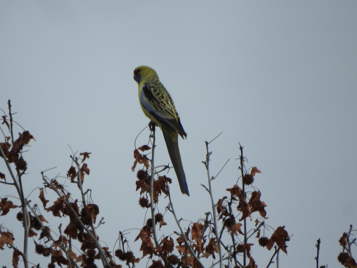 Crimson Rosella (Yellow) - DS Ridley