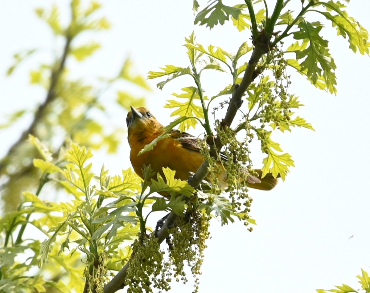 Baltimore Oriole - Nicolle and H-Boon Lee